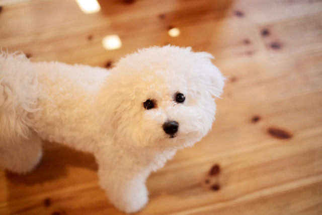 犬