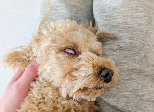 白内障の犬