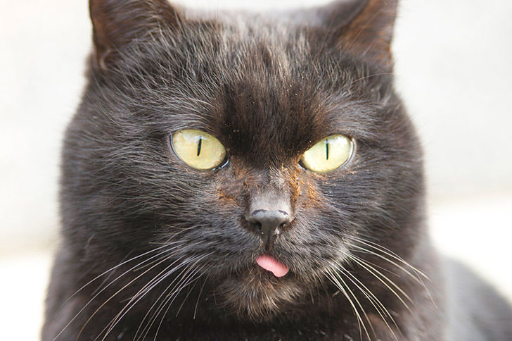 猫