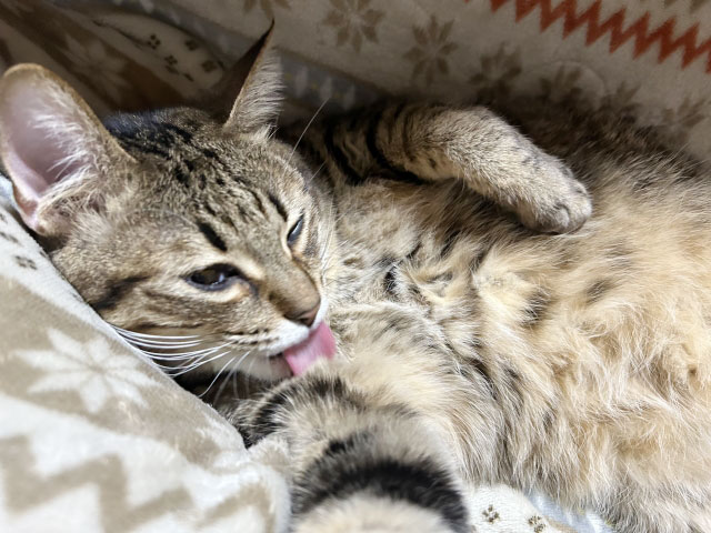 猫