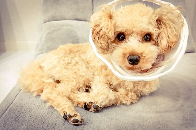 犬