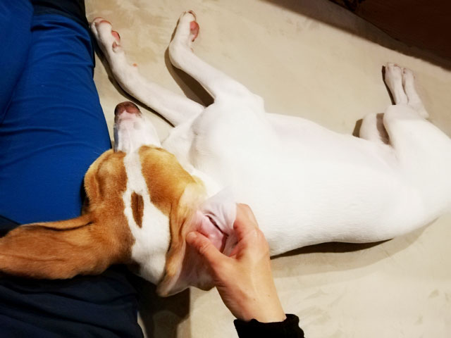犬