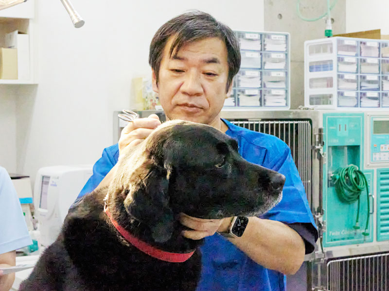 犬の治療風景