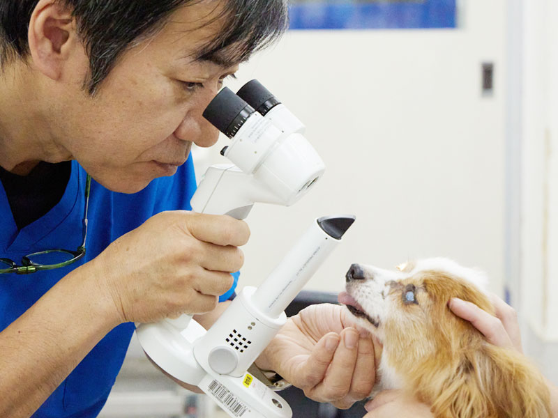 犬の眼科検査