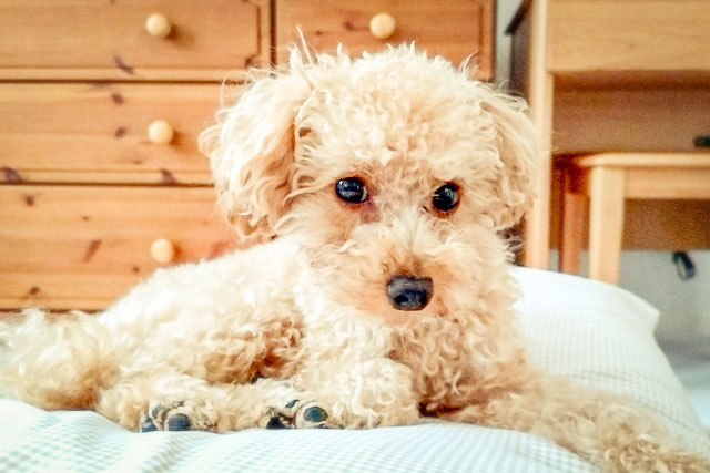 犬