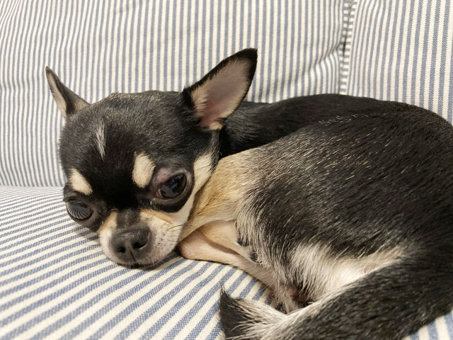 犬
