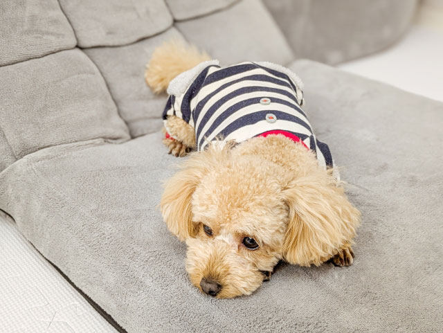犬