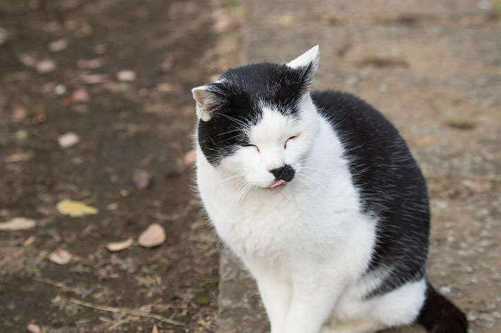 猫