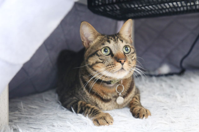 猫