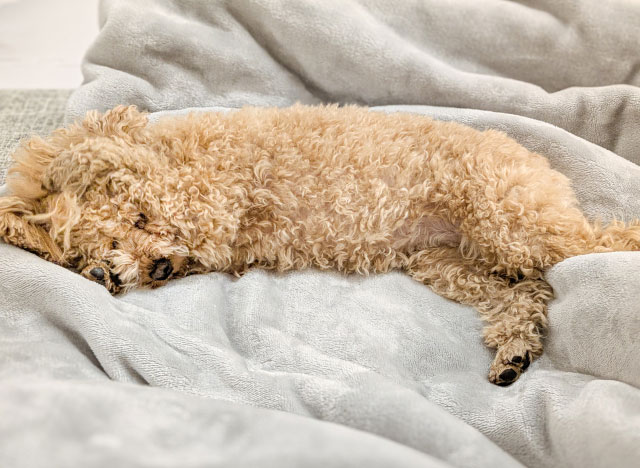 犬