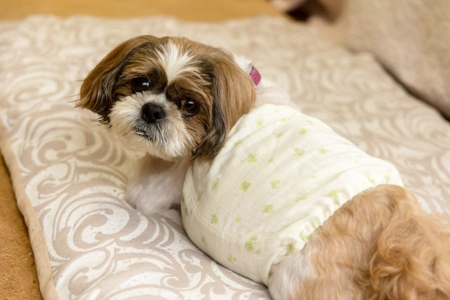 犬