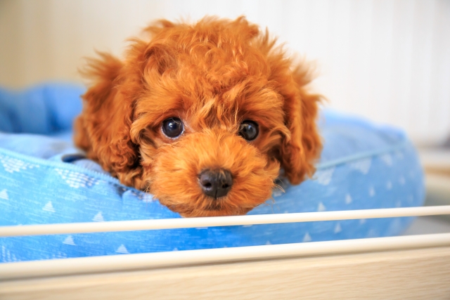 仔犬