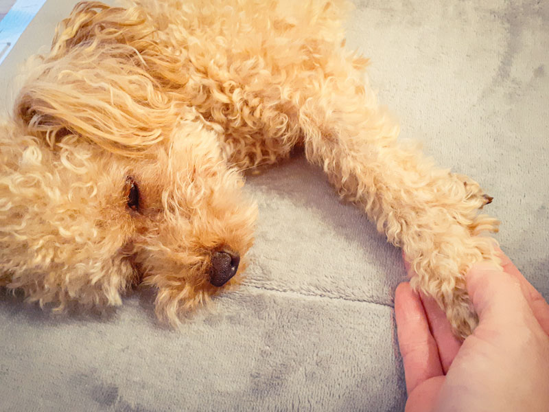 げんきのない犬