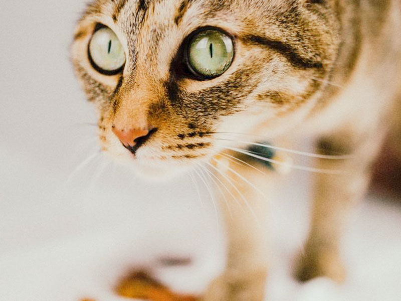 猫
