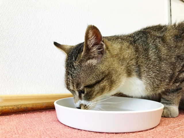 水を飲む猫