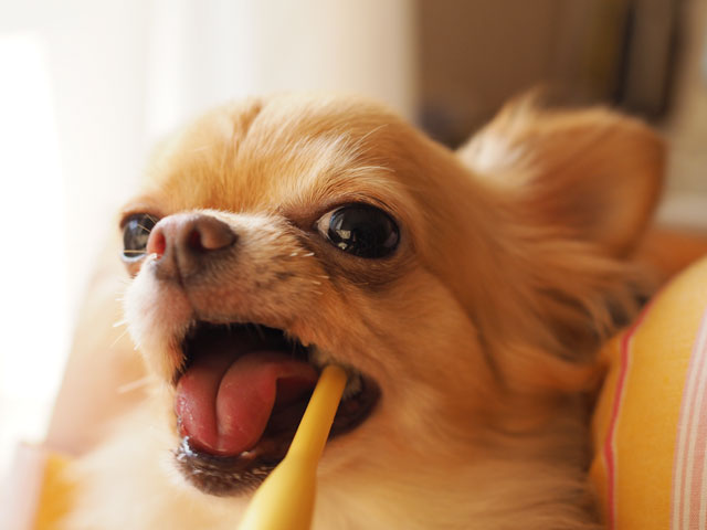 犬のデンタルケア