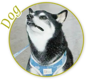 犬