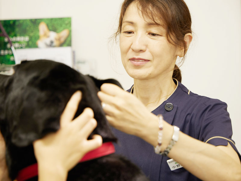 犬の診察