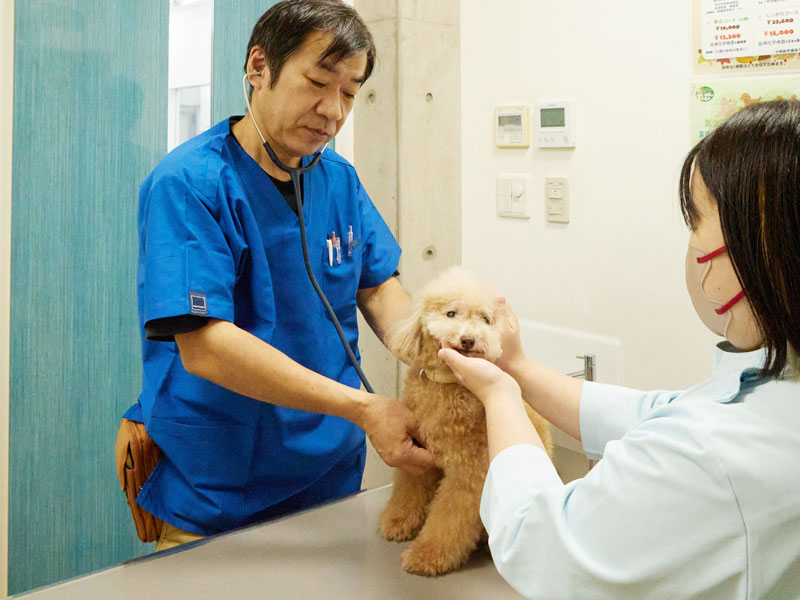 犬の診察