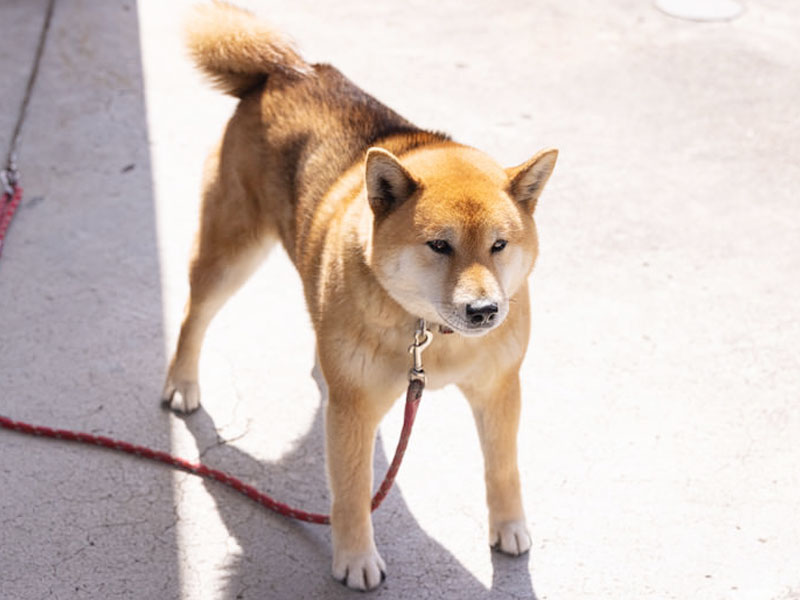 犬