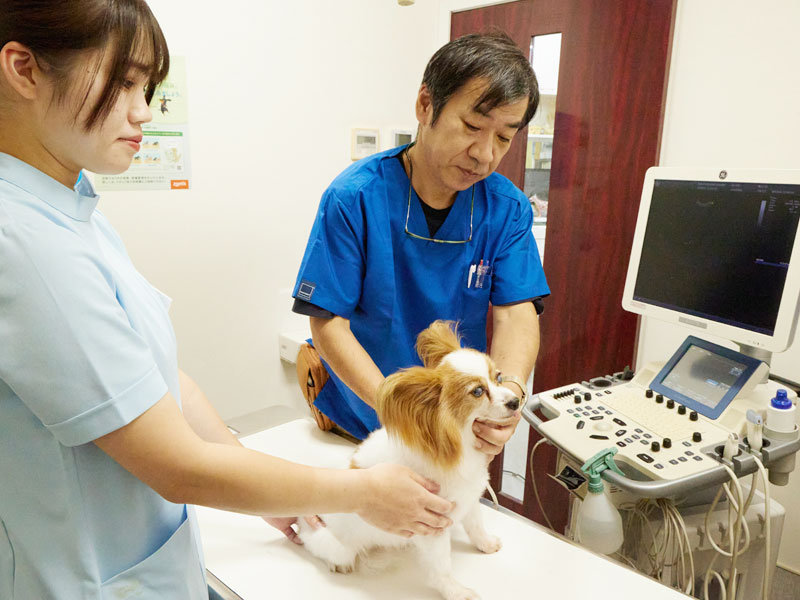 犬のエコー検査