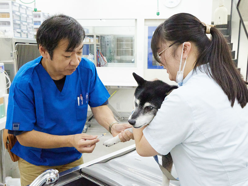 注射される犬