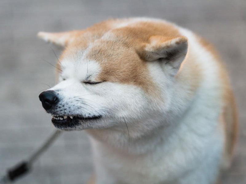 くしゃみする犬