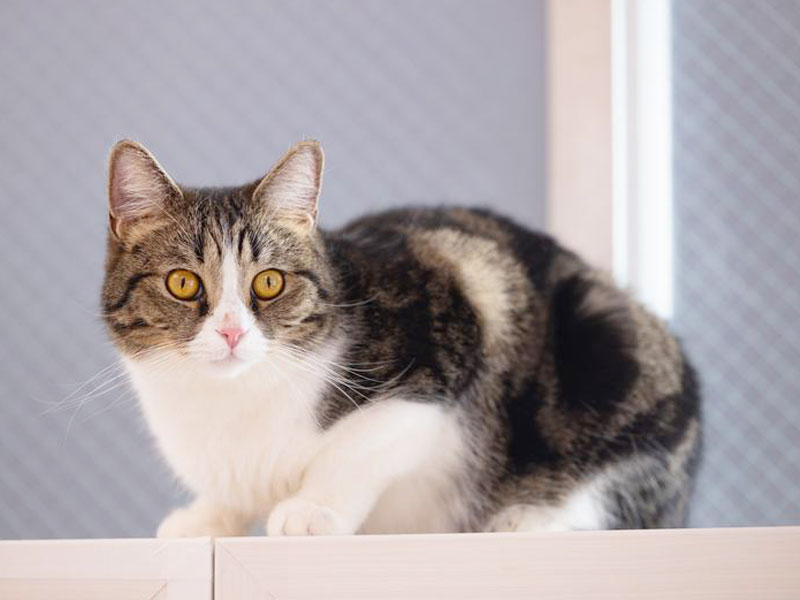 猫