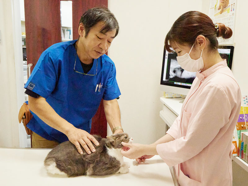 猫の診察