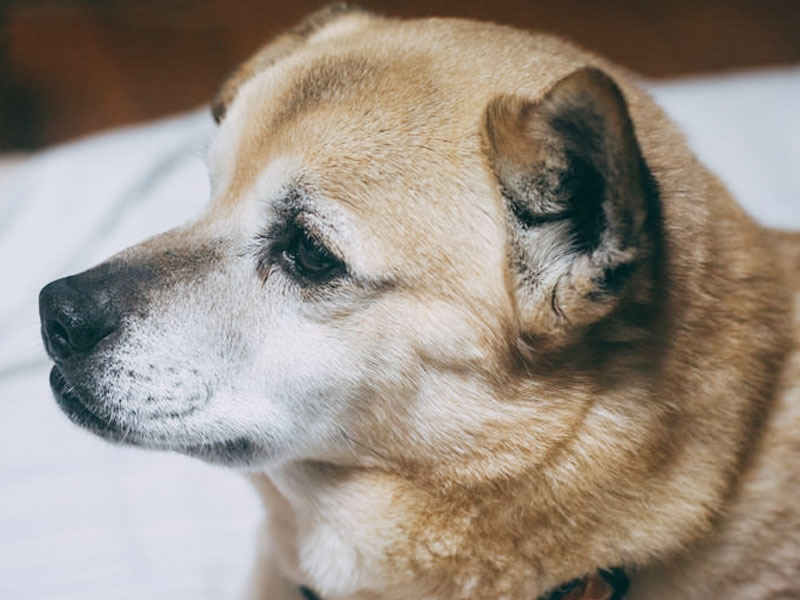 疲れた犬